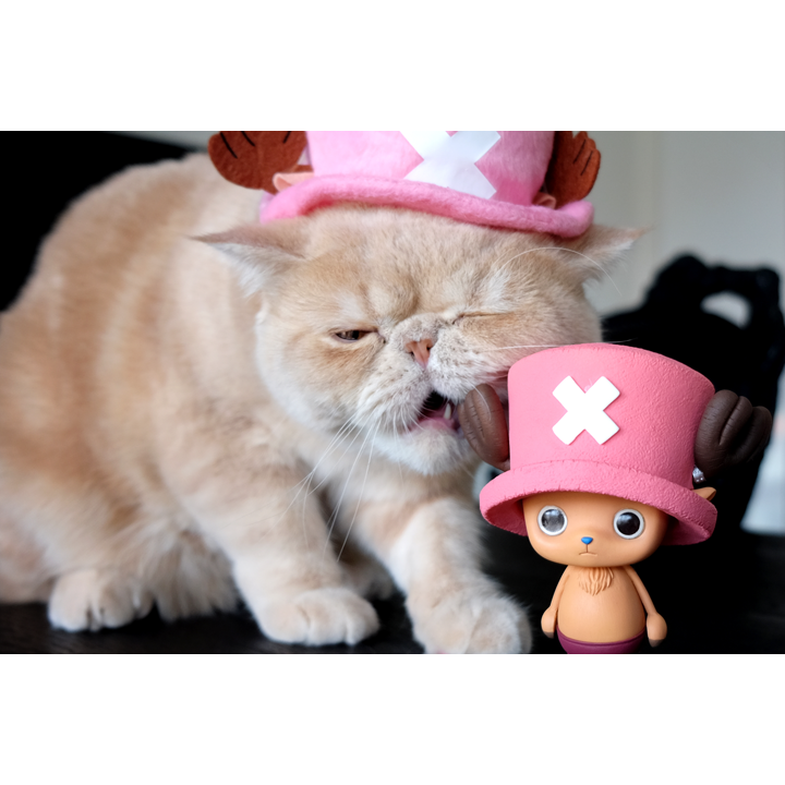 とるナビ | ワンピース CREATOR×CREATOR－TONYTONY.CHOPPER－