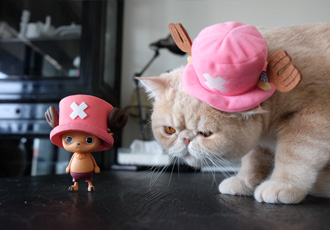 ワンピース　CREATOR×CREATOR－TONYTONY.CHOPPER－