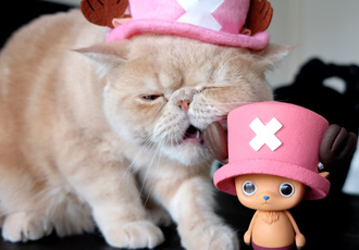 ワンピース　CREATOR×CREATOR－TONYTONY.CHOPPER－
