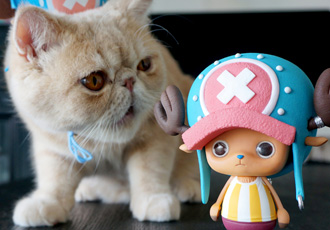 ワンピース　CREATOR×CREATOR－TONYTONY.CHOPPER－